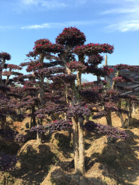 瀏陽(yáng)造型花木有限公司,瀏陽(yáng)紅花繼木和羅漢松,瀏陽(yáng)小葉女貞和榆樹,欏木石楠和桂花哪里的好